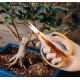 Nůžky na bonsaje